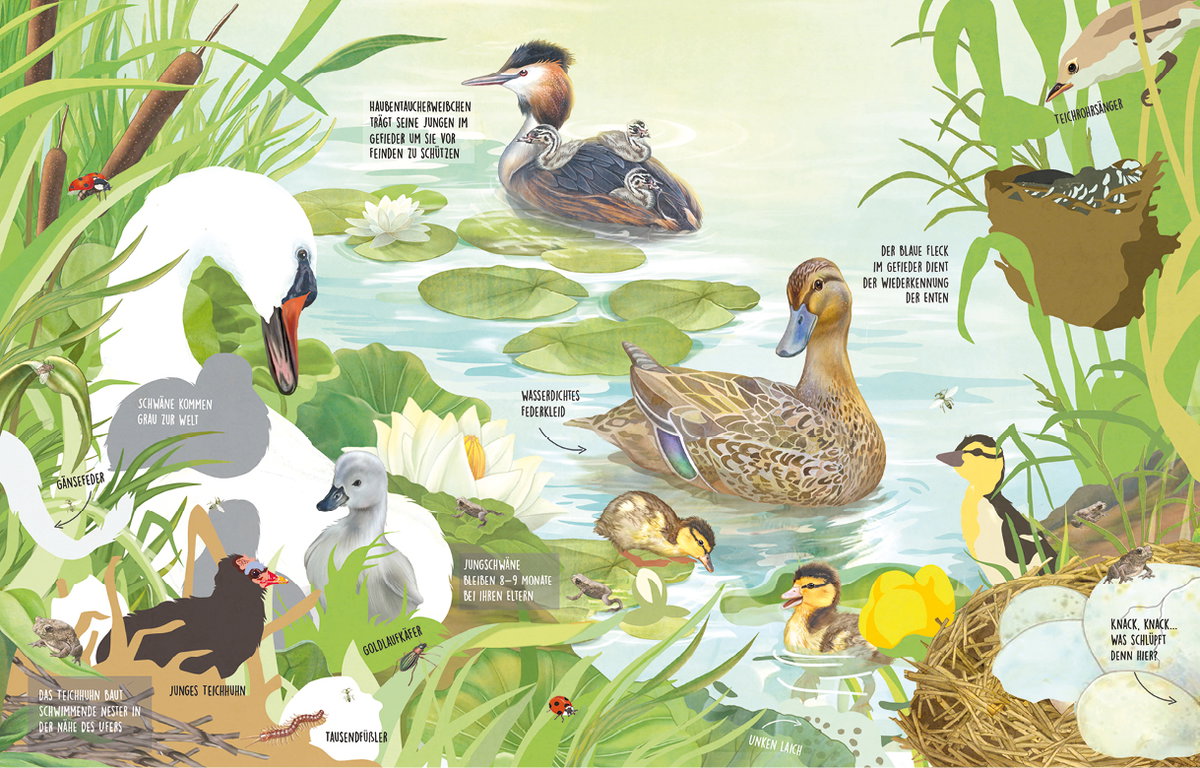 Innenansicht Beispiel aus dem Buch: Was tummelt sich am Teich?